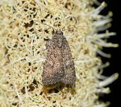 Hypoperigea tonsa