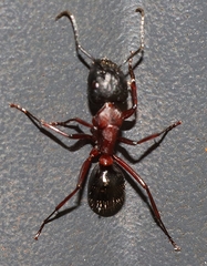 Camponotus innexus