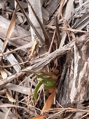 Phaulacridium vittatum