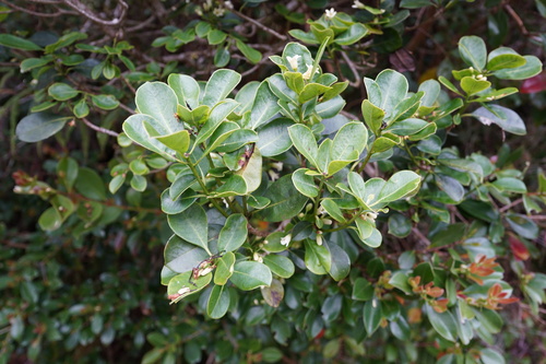 Pittosporum senacia subsp. reticulatum image