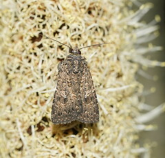 Hypoperigea tonsa