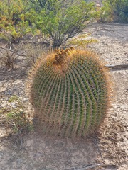 Echinocactus platyacanthus