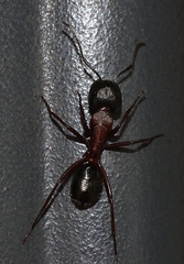 Camponotus innexus