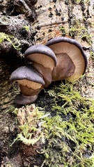 Agaricomycetidae