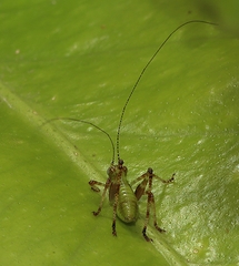 Caedicia