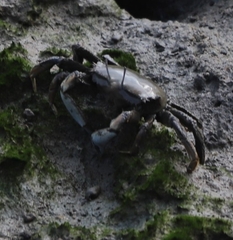Venitus latreillei