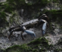 Venitus latreillei