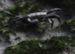 Venitus latreillei