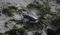 Venitus latreillei