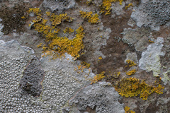 Xanthoria aureola