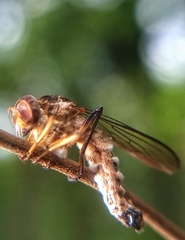 Entomophthora