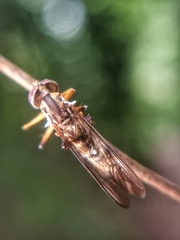 Entomophthora