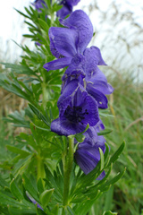Aconitum tauricum
