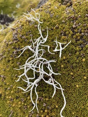 Thamnolia vermicularis