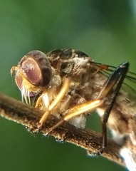 Entomophthora