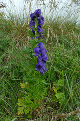 Aconitum tauricum