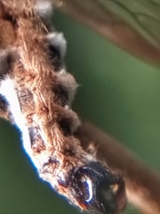 Entomophthora
