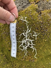 Thamnolia vermicularis