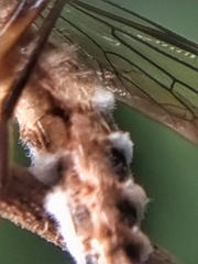 Entomophthora