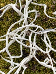 Thamnolia vermicularis