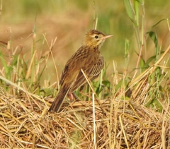 Anthus richardi