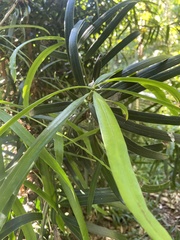 Podocarpus grayae