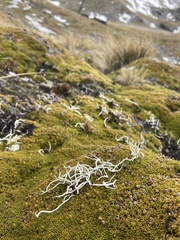 Thamnolia vermicularis