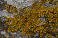 Xanthoria aureola