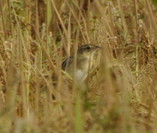 Bristled Grassbird (Schoenicola striatus), photo 5