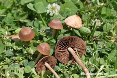 Panaeolus foenisecii
