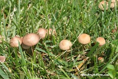 Panaeolus foenisecii