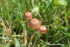 Panaeolus foenisecii
