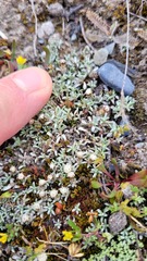 Raoulia parkii