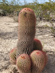 Ferocactus pilosus