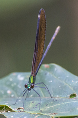 Matrona basilaris