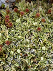 Anisotome imbricata imbricata