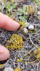 Colobanthus brevisepalus