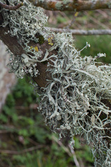 Ramalina fastigiata