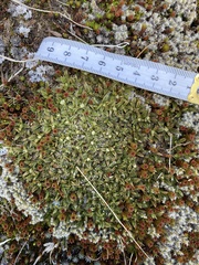 Anisotome imbricata imbricata