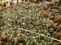 Anisotome imbricata imbricata