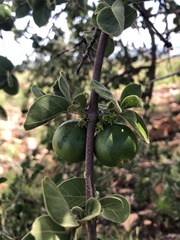 Vangueria parvifolia