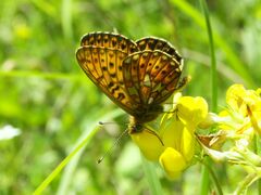 Boloria euphrosyne