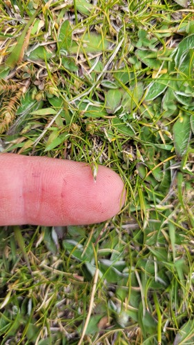 Rytidosperma exiguum, 2022-12-06