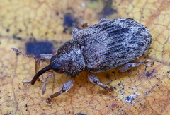 Lignyodes bischoffi