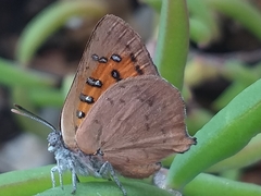 Chrysoritis chrysaor