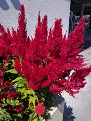 Celosia argentea plumosa
