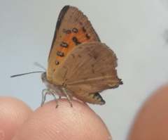 Chrysoritis chrysaor