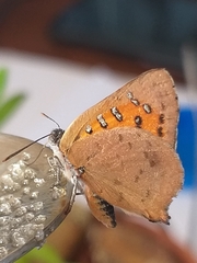 Chrysoritis chrysaor