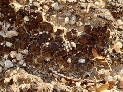 Clavascidium lacinulatum