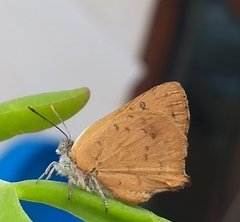 Chrysoritis chrysaor